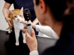 Katze mit Augenerkrankung bei der Augenuntersuchung beim Tierarzt in Köln