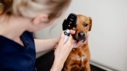 Augenheilkunde für Hunde und Katzen in der Tierarztpraxis in Junkersdorf