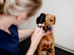 Augenheilkunde für Hunde und Katzen in der Tierarztpraxis in Junkersdorf