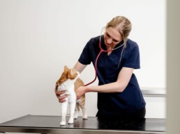 Katze in Behandlung in der Tierarztpraxis in Junkersdorf in Köln